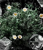 Kilian Vodka on the Rocks oakmoss, florals and ice fragrance imagery