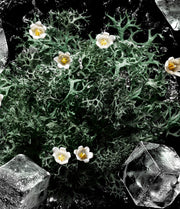 Kilian Vodka on the Rocks oakmoss, florals and ice fragrance imagery